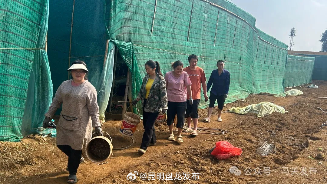 马关：“聚宝菇”绘就乡村振兴新画卷