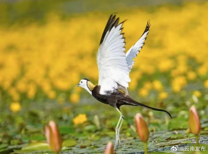 “水上凤凰”打卡大理茈碧湖湖滨湿地