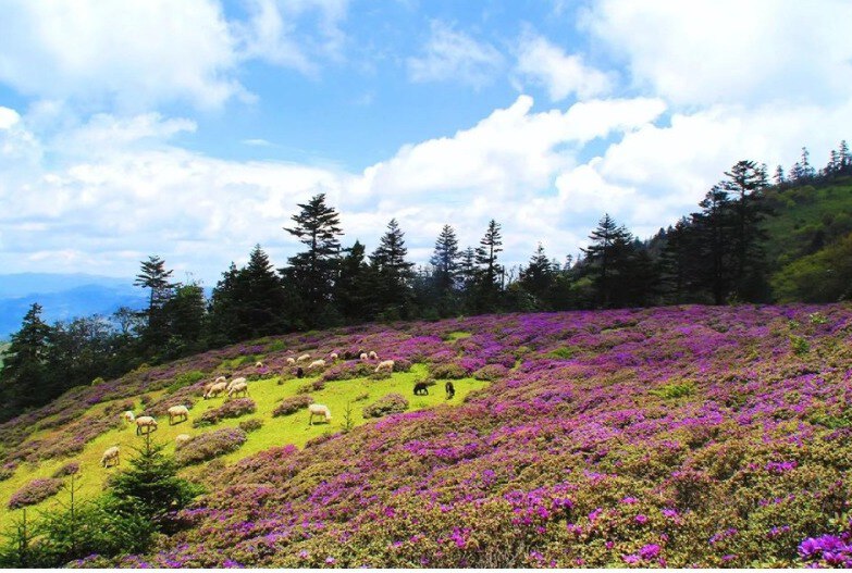 云南省文化和旅游厅