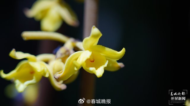 春城晚报