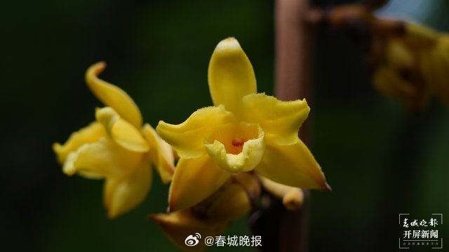 春城晚报