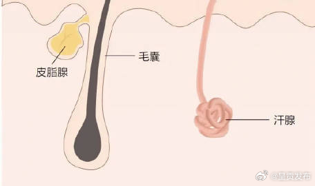 为什么面部皮肤最爱出油
