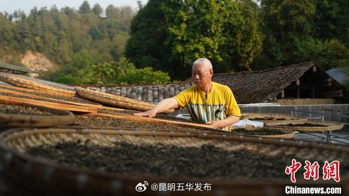 台湾茶人结云南茶缘 冀更多人品味优质云茶