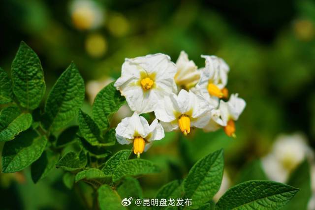 昆明盘龙发布