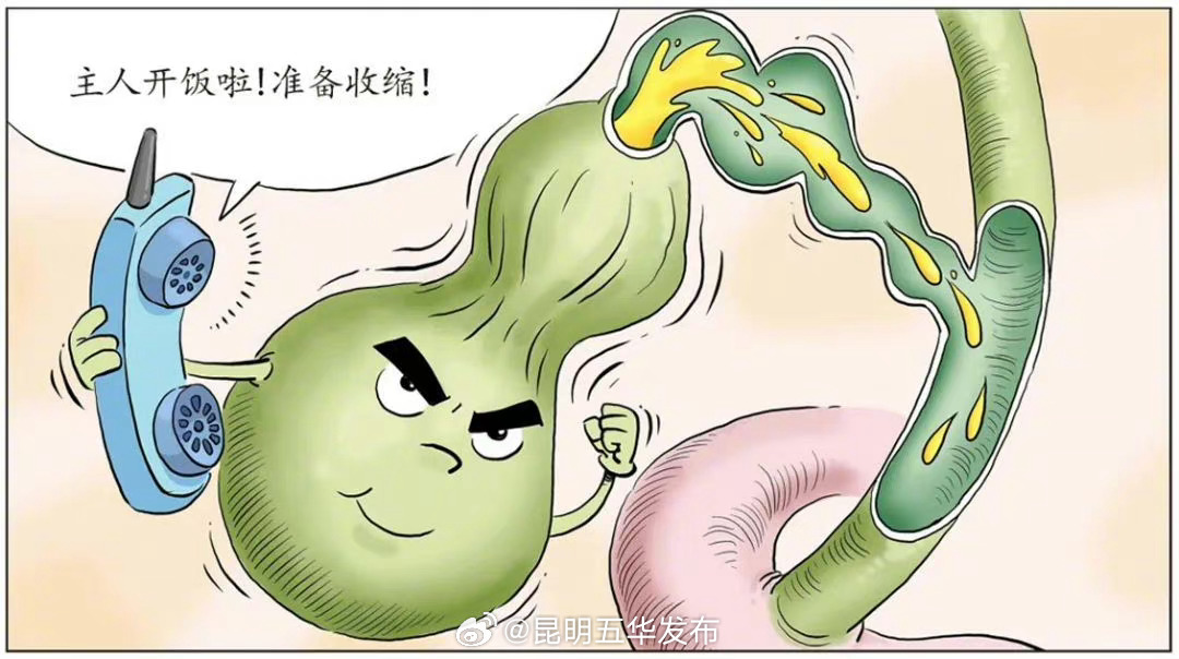原来胆汁不是胆囊分泌的