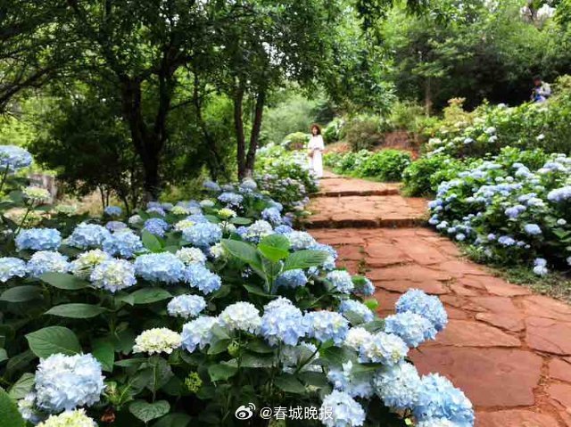 春城晚报