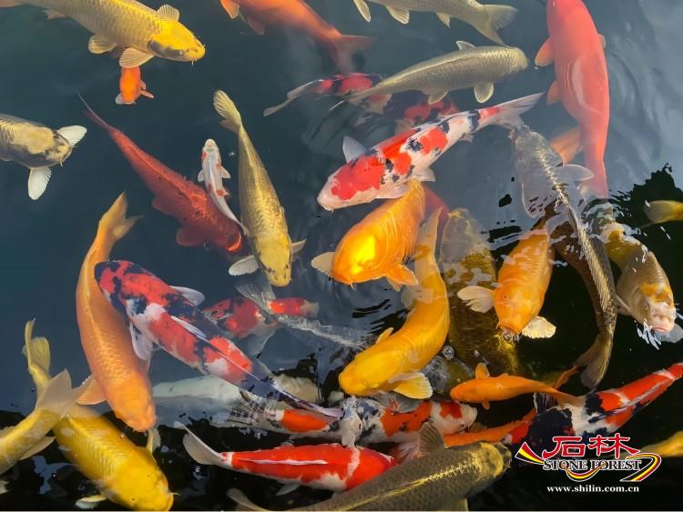 石林旅游网