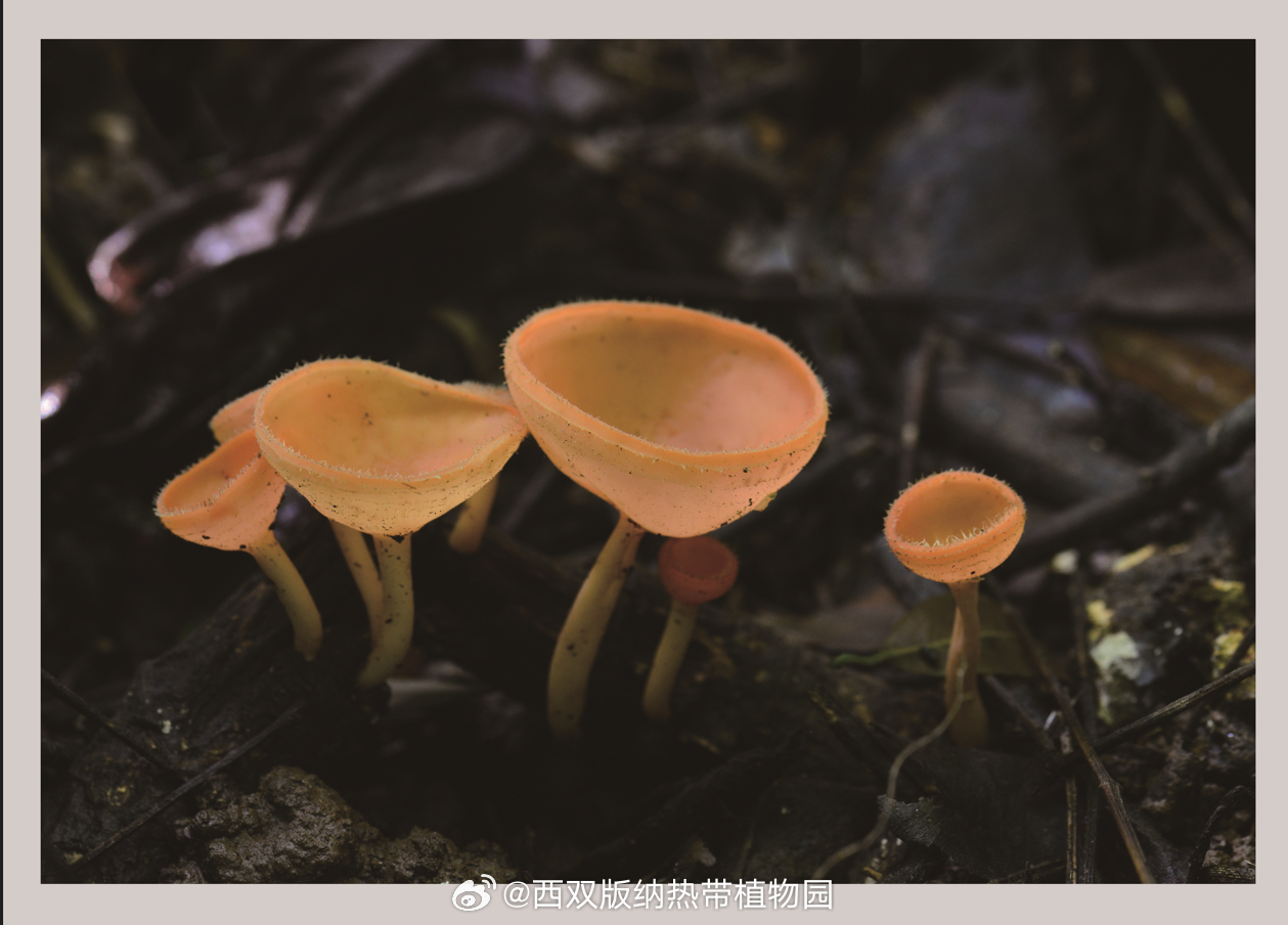 西双版纳热带植物园