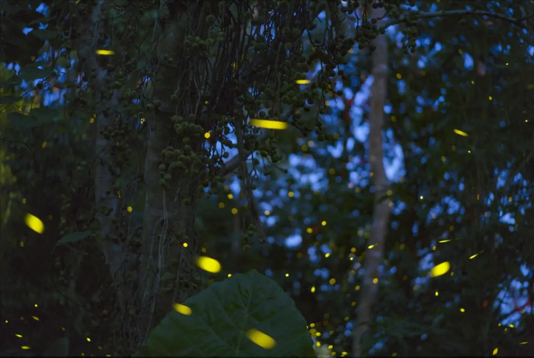 云南省文化和旅游厅