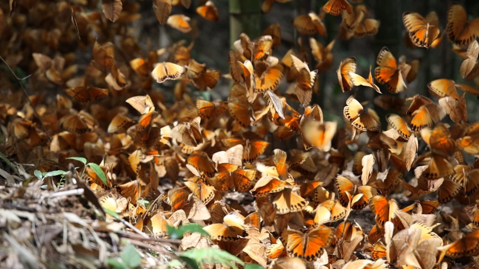 云南省文化和旅游厅