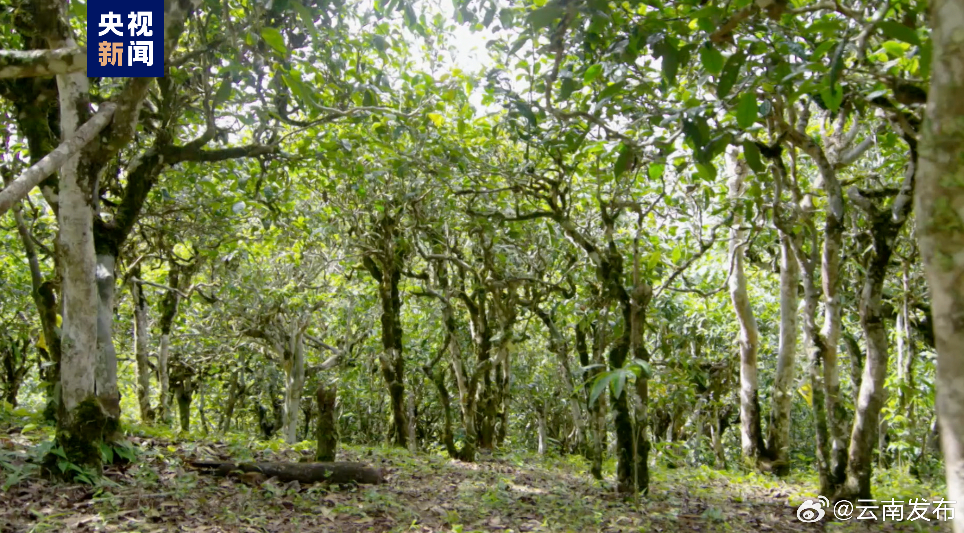全国97%以上的古茶树分布在云南