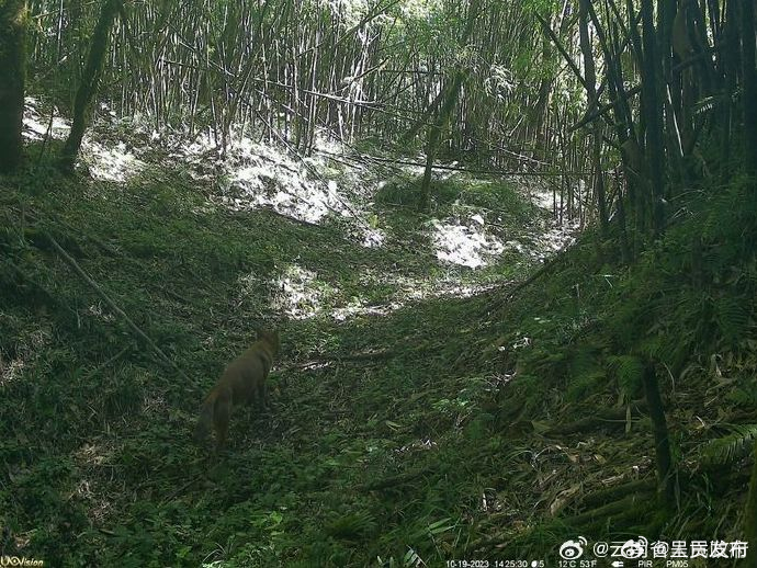 国家一级保护动物豺现身云南泸水