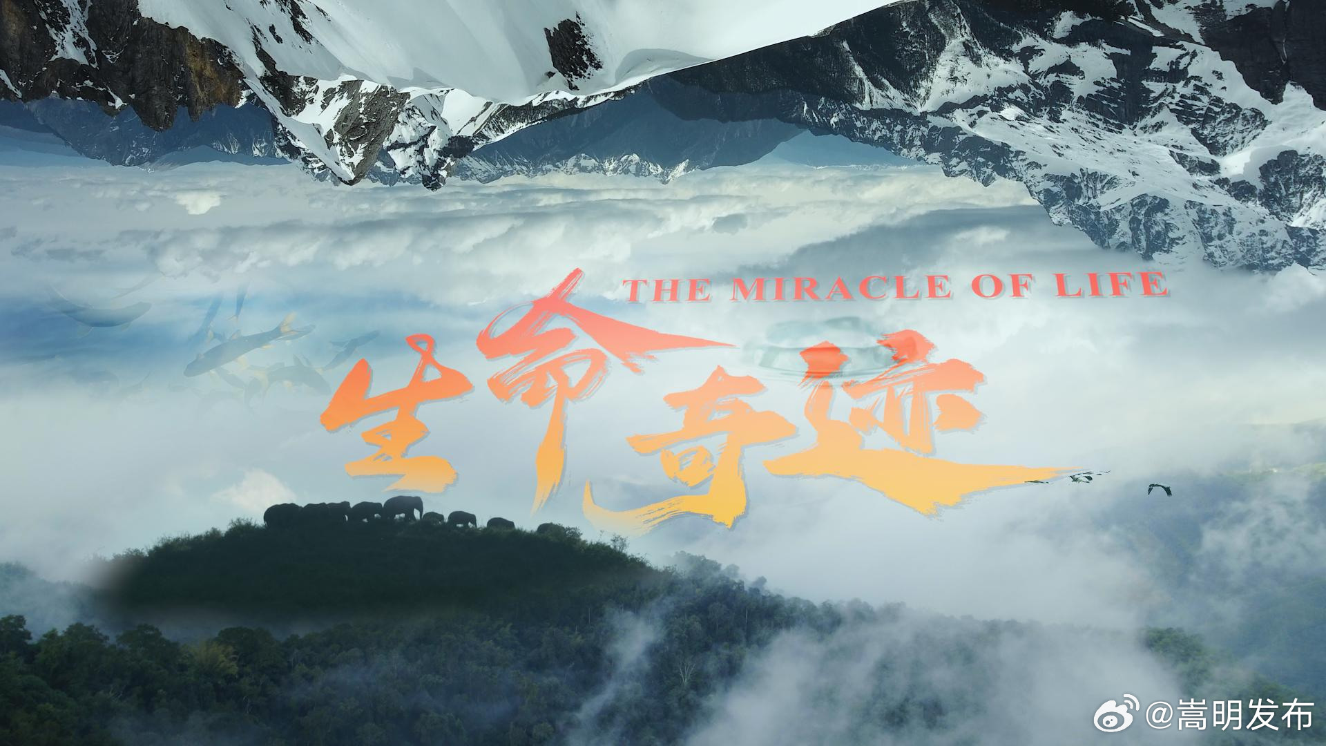 国际生物多样性日丨2024云南生物多样性宣传片《生命奇迹——云南的生物多样性》大揭秘