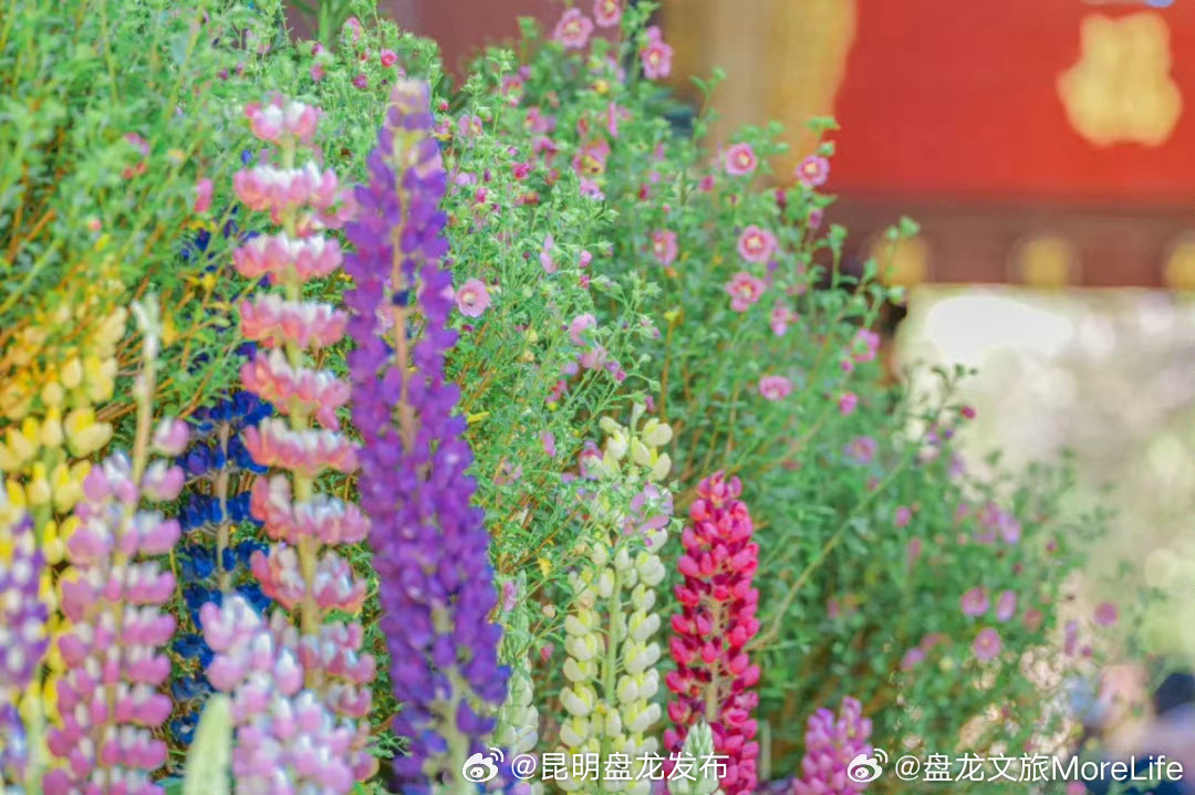 五一来盘龙嗨歌啦~_http://www.mainten.cn_ycb_第6张