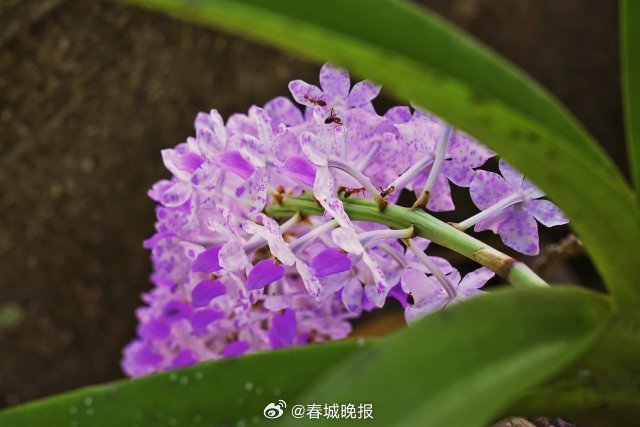 春城晚报