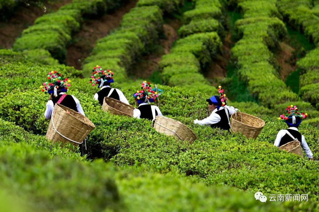 云南省文化和旅游厅