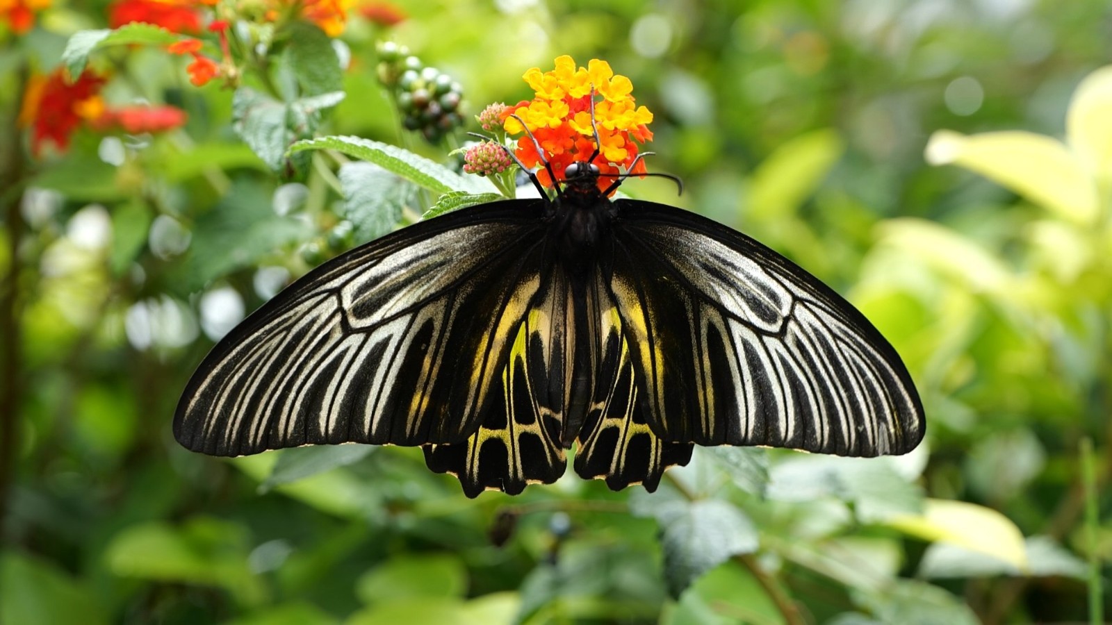 云南省文化和旅游厅