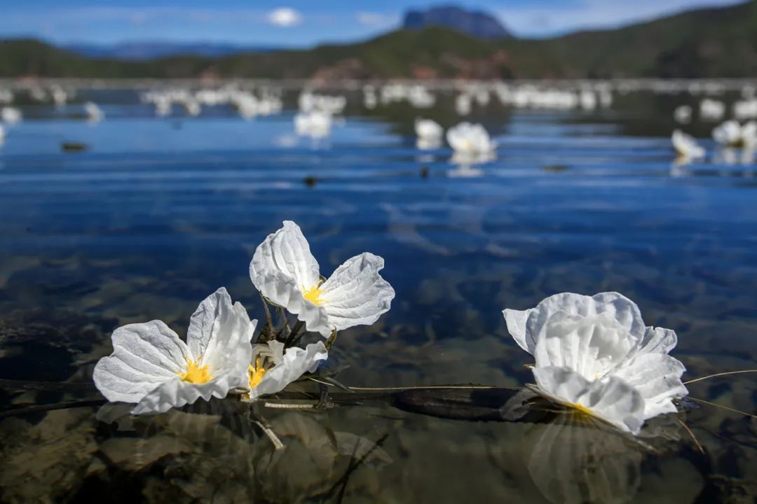 云南省文化和旅游厅