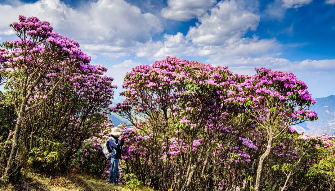 云南省文化和旅游厅