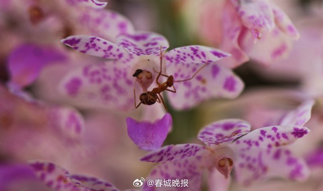 春城晚报