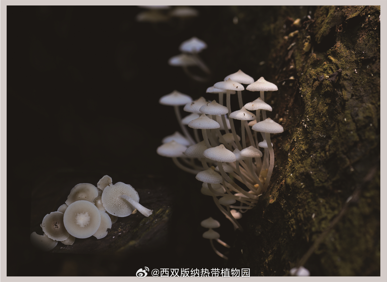 西双版纳热带植物园