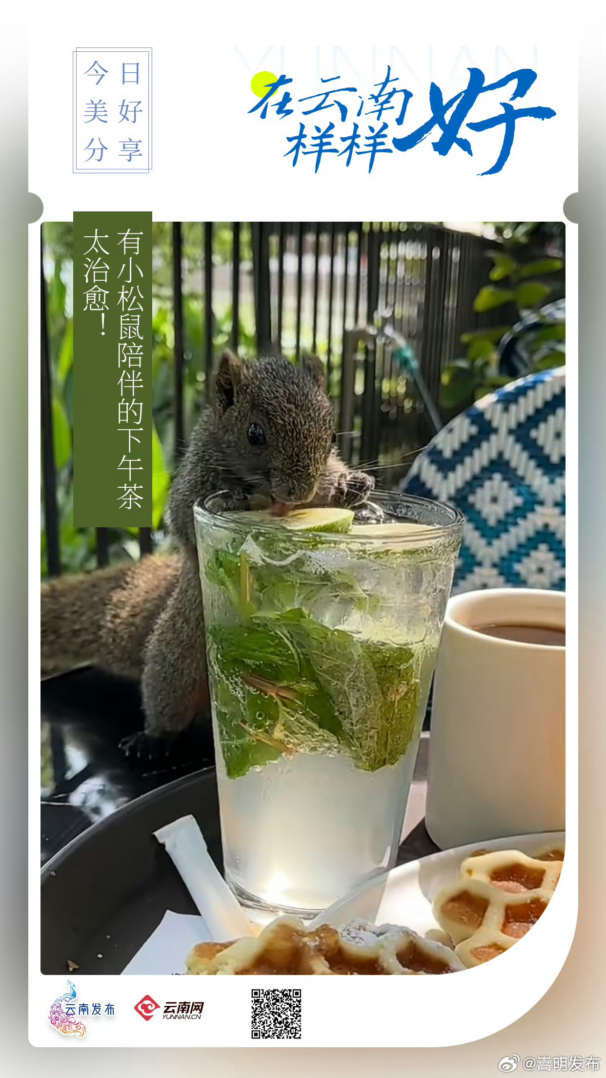 有小松鼠陪伴的下午茶，太治愈！