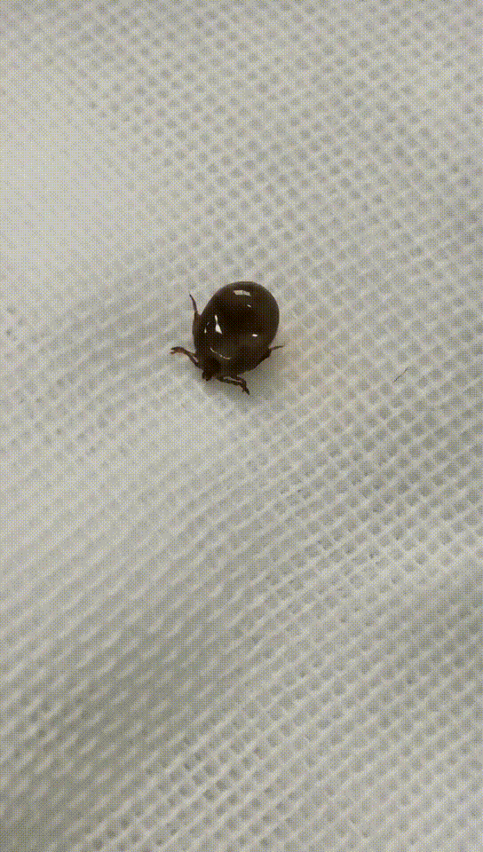 为什么蜱虫咬人会致死 ？