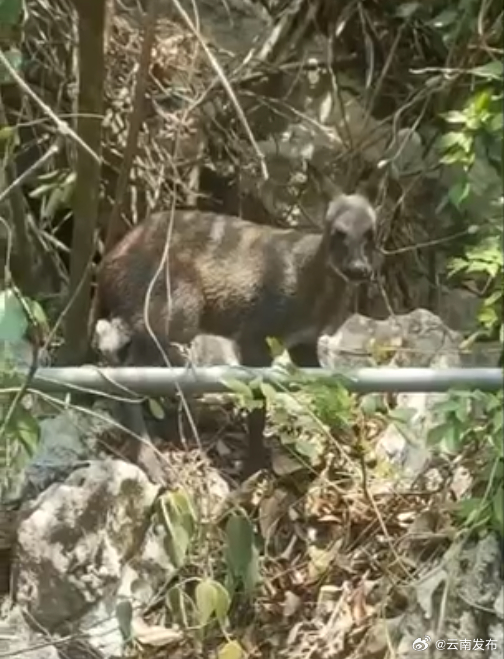 野生林麝出没富宁驮娘江