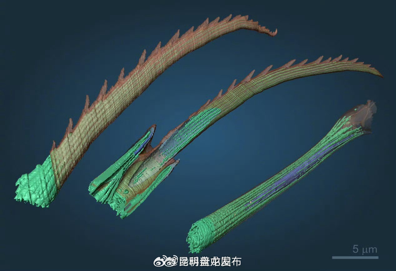 大自然的3D打印机什么样