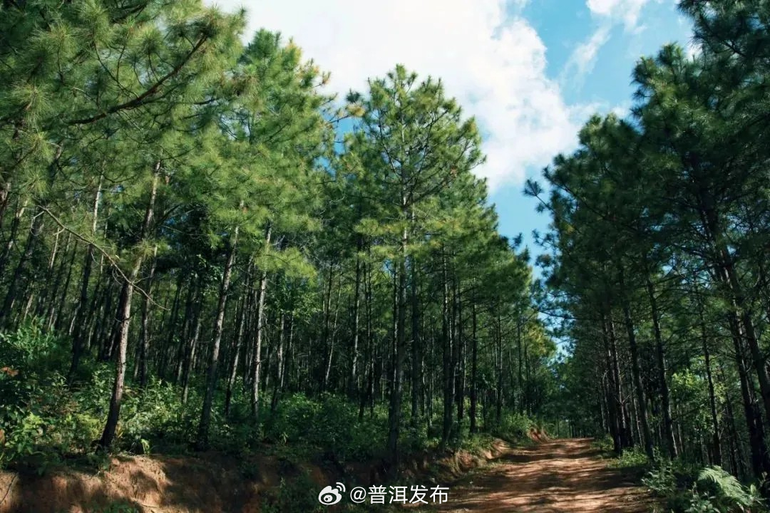 突破关键技术，实现多项“首创”！思茅松全产业链科技成果在昆明发布
