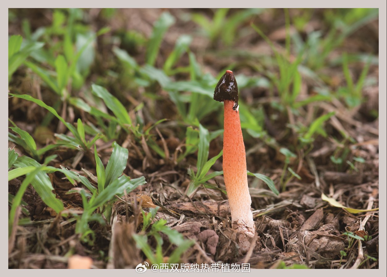西双版纳热带植物园