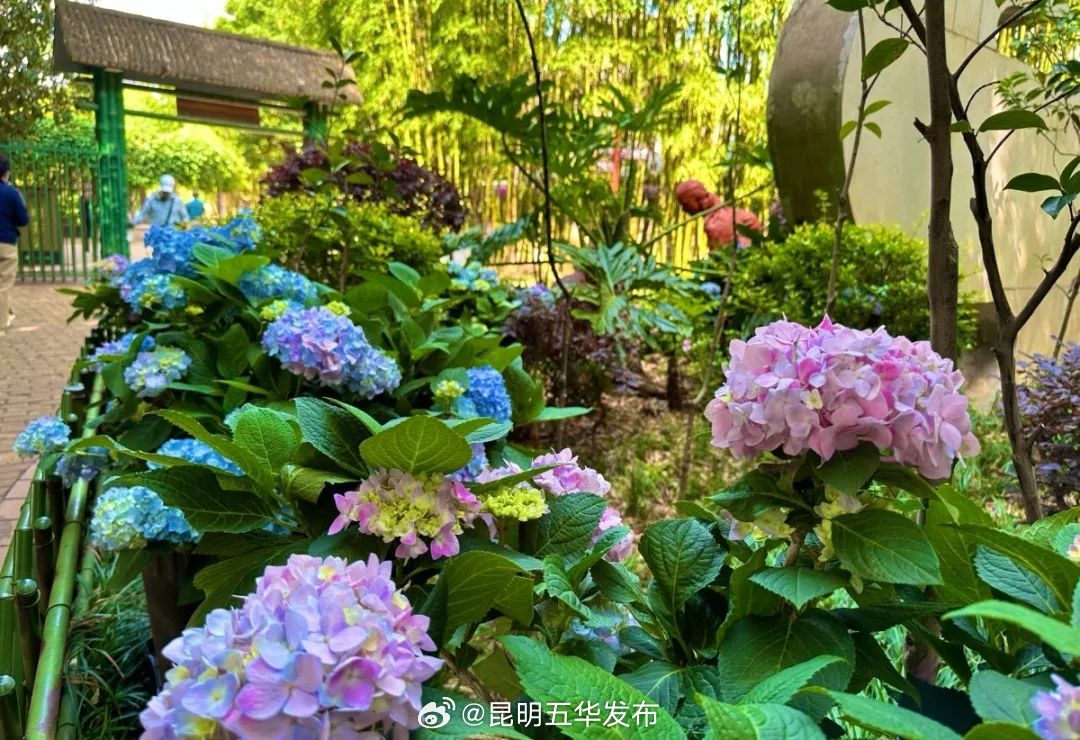 昆明五华发布