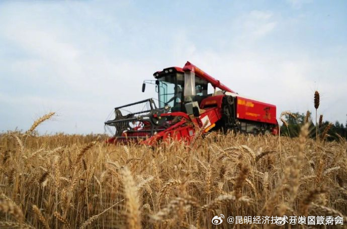 不得压级压价、支持农民售粮变现……今年夏粮收购，这么安排！