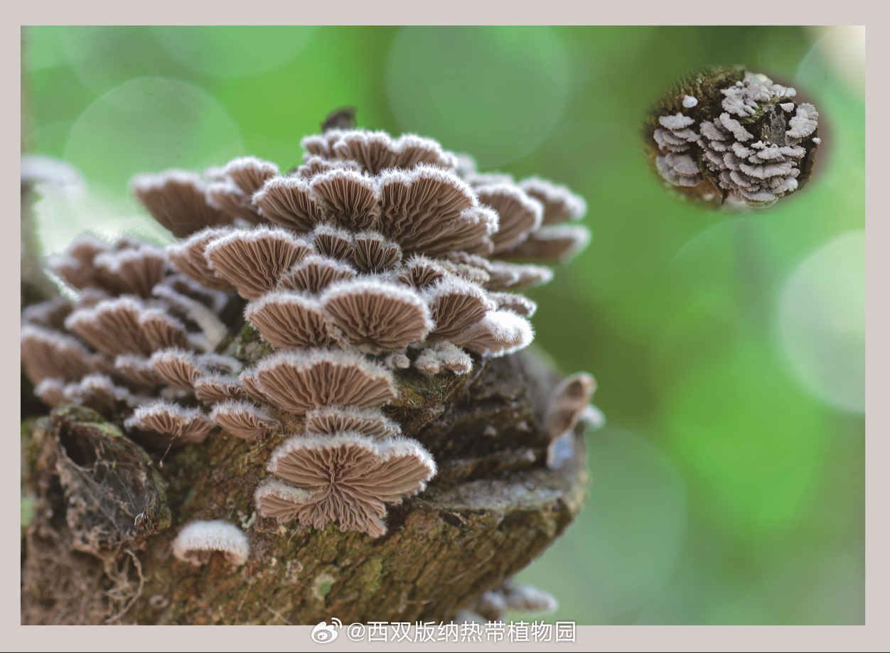 西双版纳热带植物园