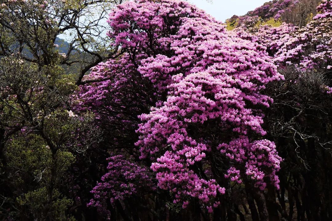 云南省文化和旅游厅