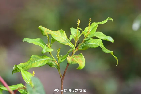 昆明盘龙发布