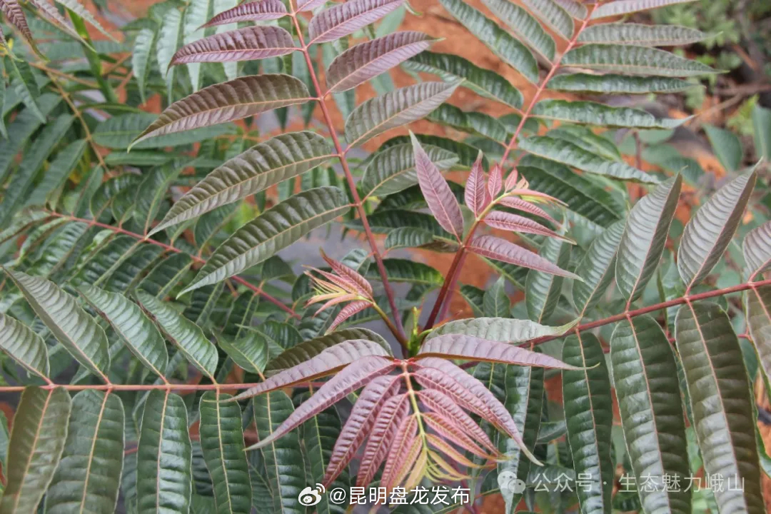 昆明盘龙发布