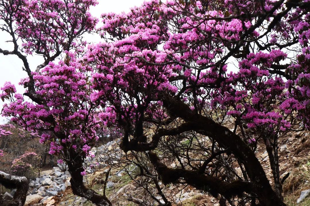 云南省文化和旅游厅