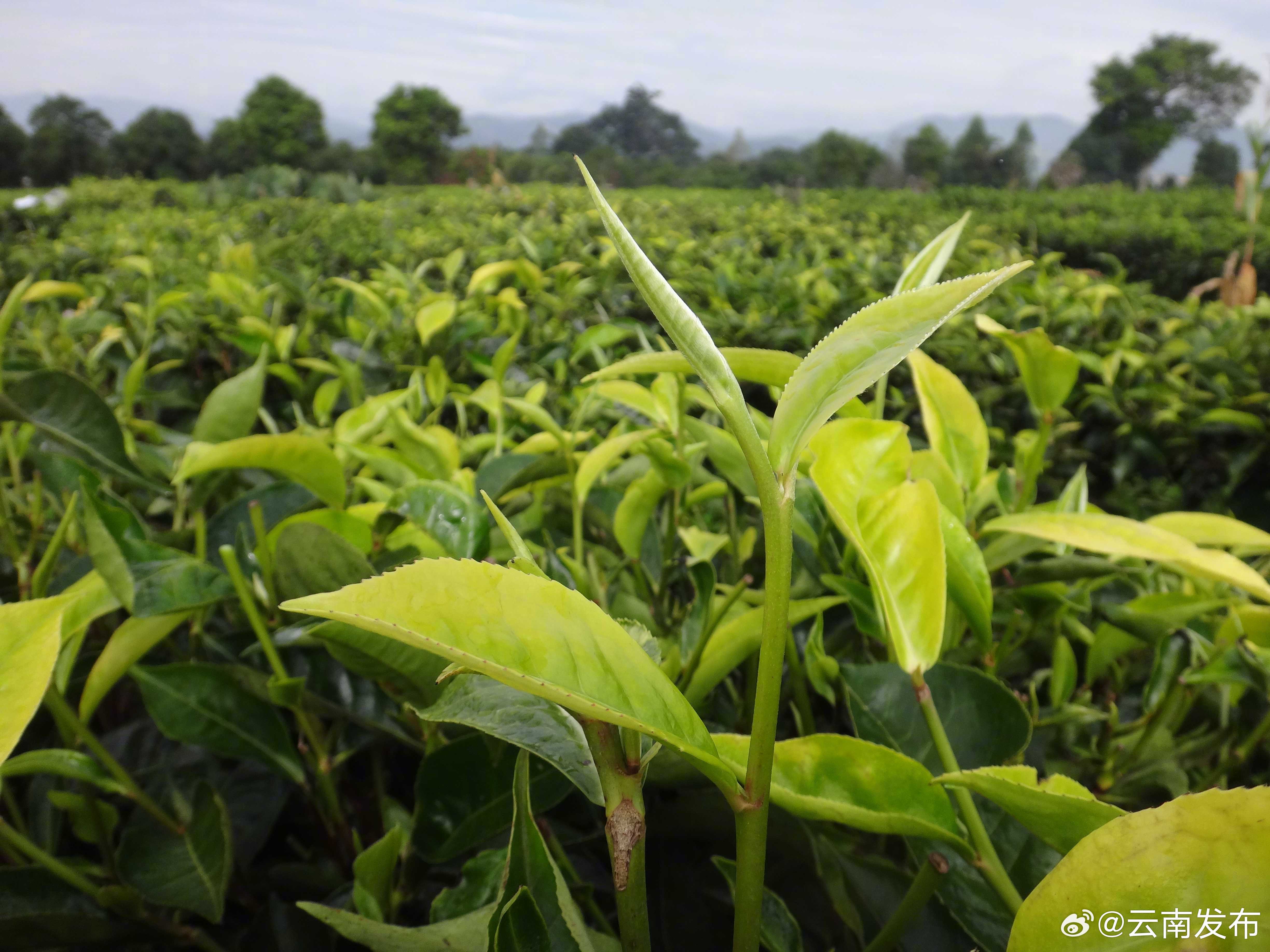云南景谷：“云黄1号”获国家级茶树新品种登记