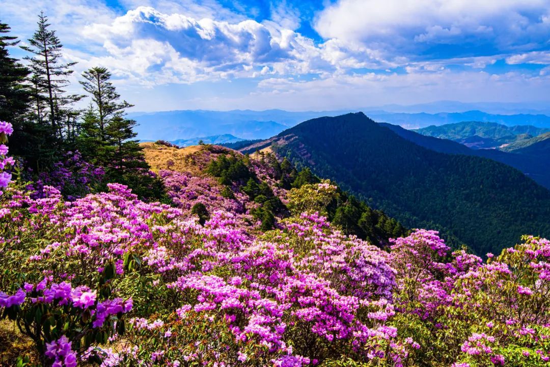 云南省文化和旅游厅