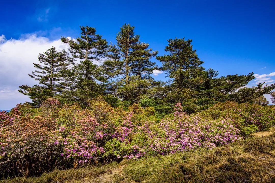 云南省文化和旅游厅