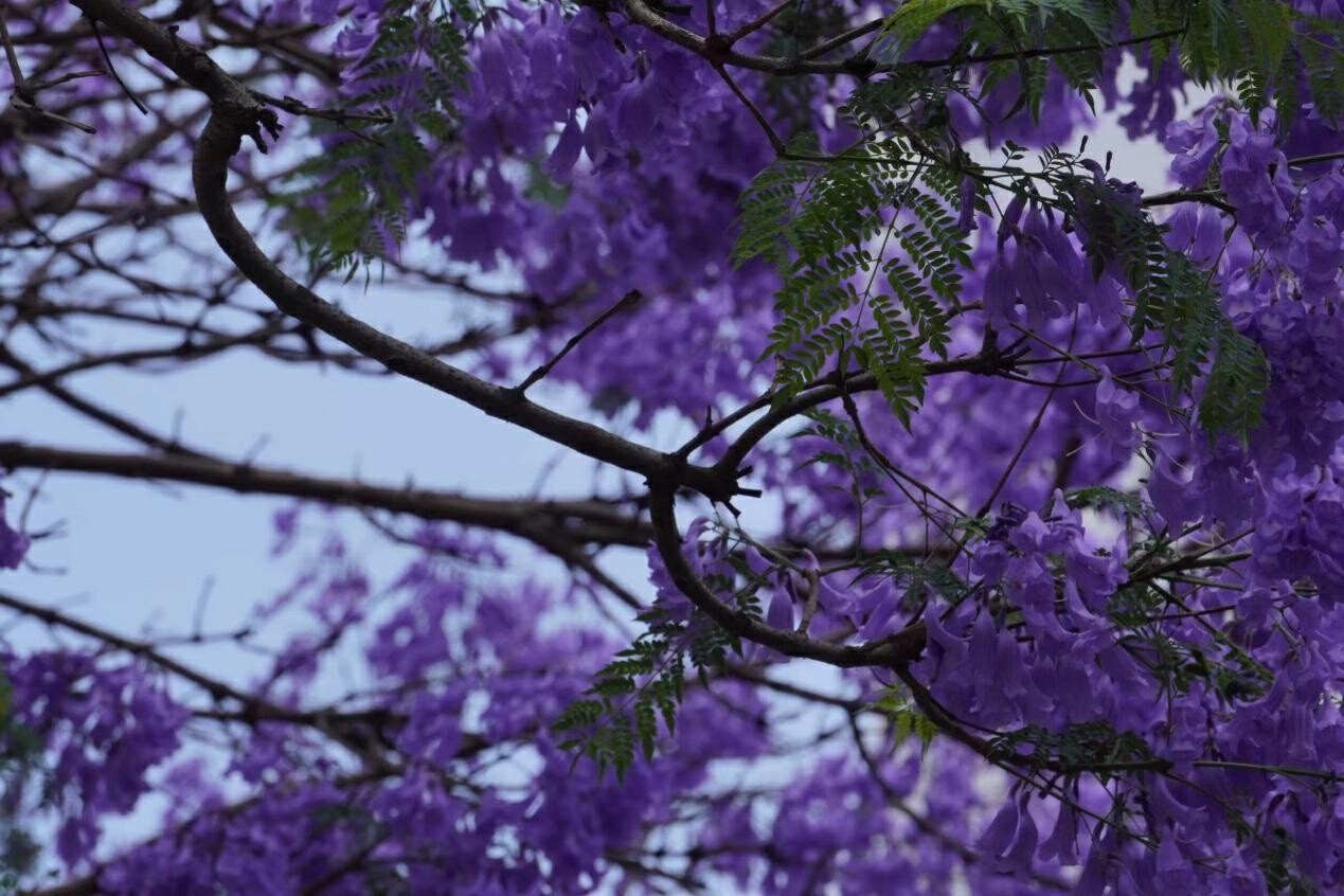 云南省文化和旅游厅