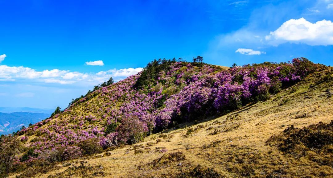 云南省文化和旅游厅