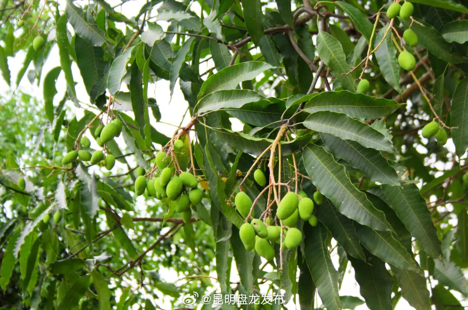 昆明盘龙发布