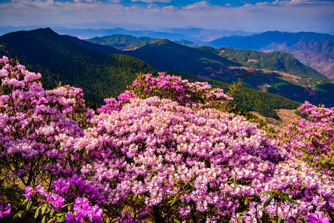 云南省文化和旅游厅