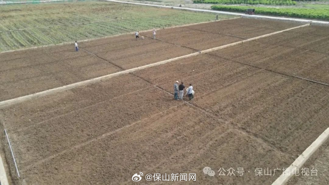 施甸：良种良法良技筑牢粮食安全“压舱石”