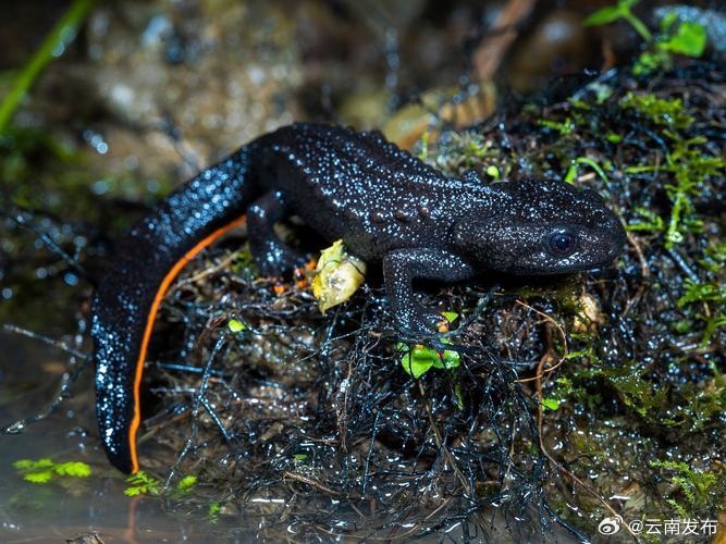 云南文山发现国家二级重点保护动物蔡氏疣螈