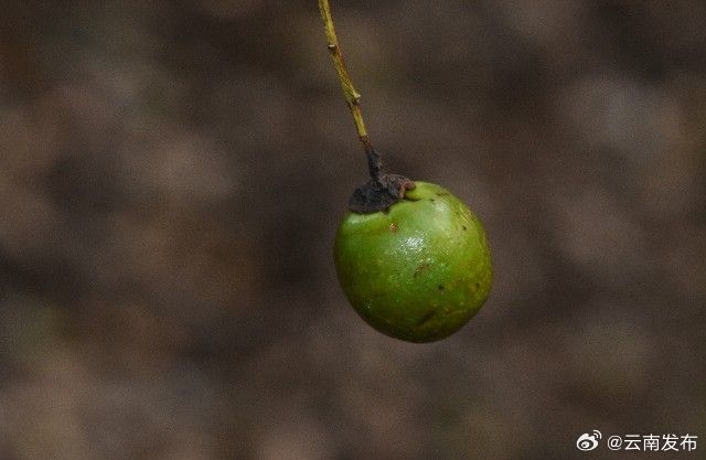 大理永平：茶果樟从“零星单株”到“种群分布”