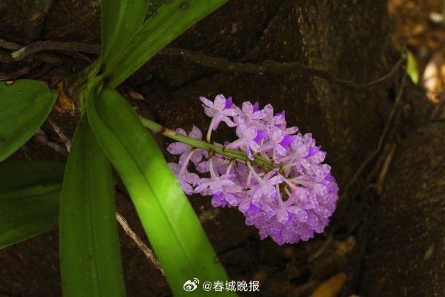 春城晚报