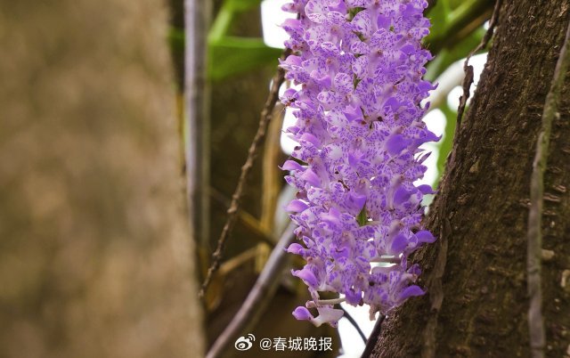 春城晚报